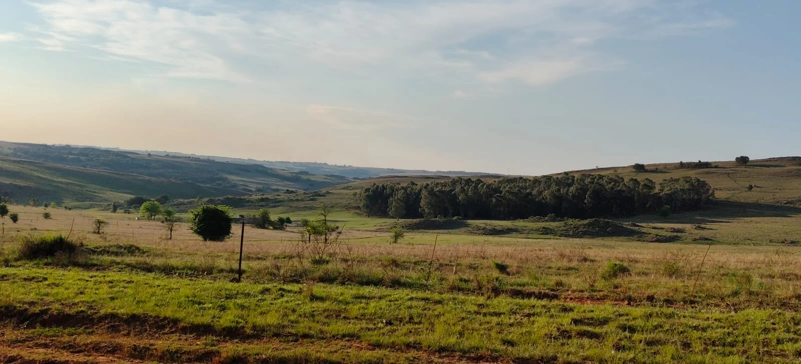 Highveld countryside in warm afternoon light.