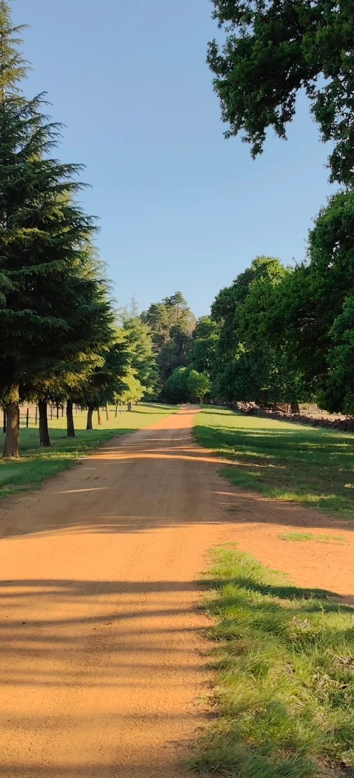 A red-earth farm lane lined with mature trees.
